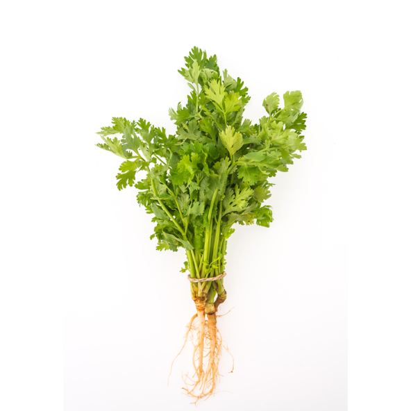 Coriandre